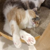 にゃんこさんのアイコン画像