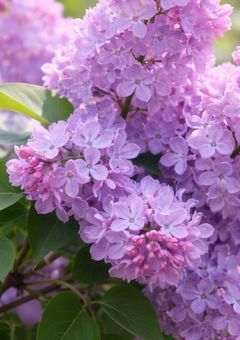 ライラックの枯れる夏