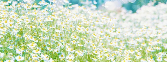 Hinaさんの壁紙画像