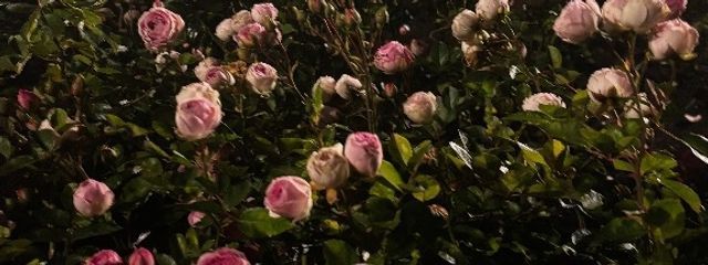 🈁さんの壁紙画像