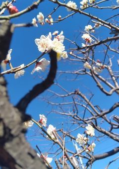 🍕＆雑@相互愛語り