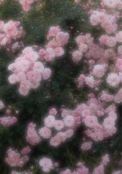 天 才 四 兄 弟 の 家 族 に な り た い