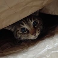 天(ﾃﾝさんのアイコン画像