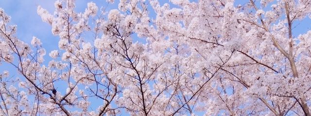 ナタデココ☆ さんの壁紙画像