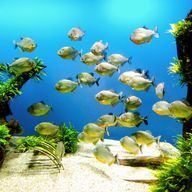 ナタデココ☆ さんのアイコン画像