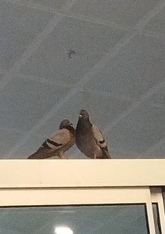 リレーやるぞぉぉ( ´･ω･`)