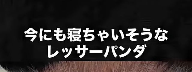 ルトさんの壁紙画像