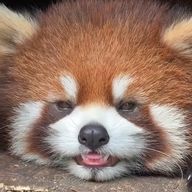 ルトさんのアイコン画像