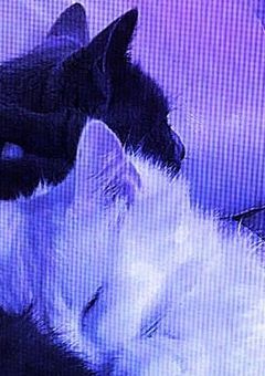 　↪　🎥　Boku no talk room .　