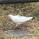 Ree（作者ちゃんだお^o^）