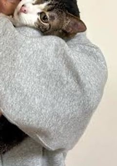 # 🕰️の天上人、猫になっちゃいました。