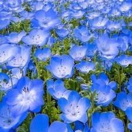 えだいちごさんのアイコン画像