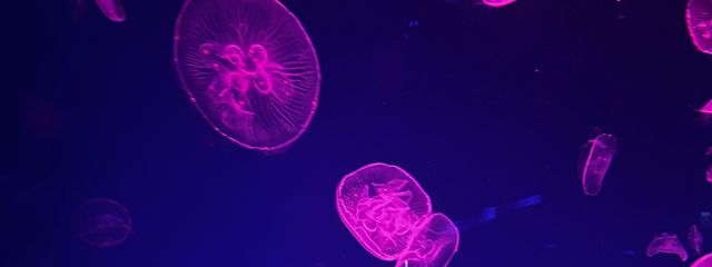 ゆのはさんの壁紙画像