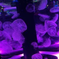 sa_chynさんのアイコン画像