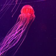 さざなみ　ささみさんのアイコン画像