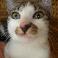 抹茶さんのアイコン画像