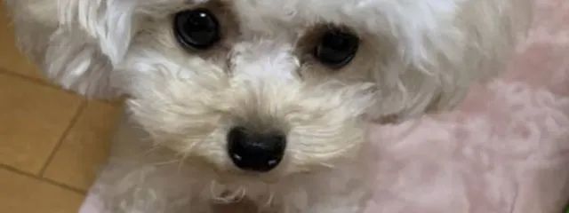 なにわ男子さんの壁紙画像