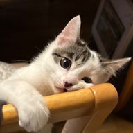 ぎゅぎょむ🐶🍕さんのアイコン画像