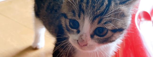 藍さんの壁紙画像