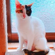 藍さんのアイコン画像