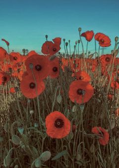 ア　ネ　モ　ネ