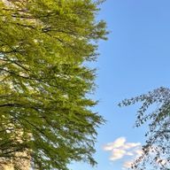 ねこ田さんのアイコン画像