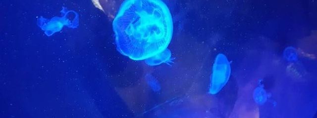 レッツゴー☆ホスピタルさんの壁紙画像