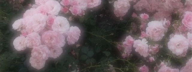 結音さんの壁紙画像