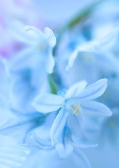 ヒヤシンスの青い記憶