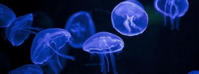 Sakura❀·̩͙ˢ@ペア画中さんの壁紙画像