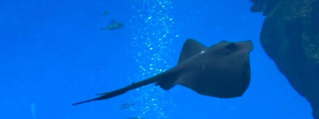 ふゆ/レーズン2号さんの壁紙画像