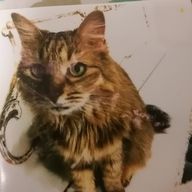 ねこ好きさんのアイコン画像