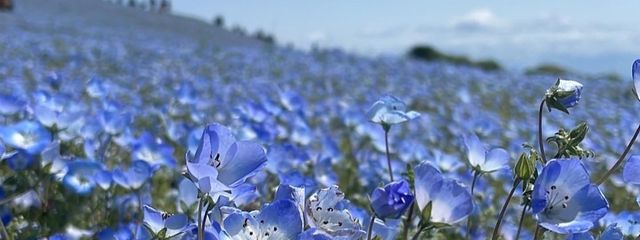 名無しさんの壁紙画像