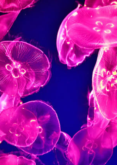 君が死ねば全て完璧だったのに.