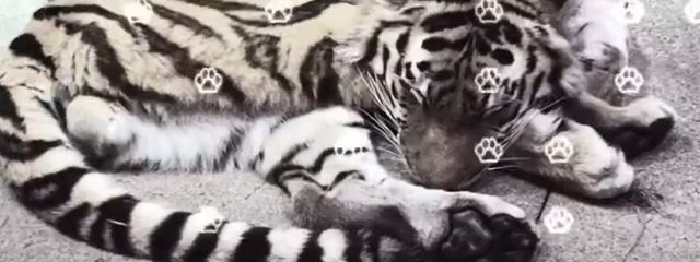 飴 ち ゃ 。さんの壁紙画像