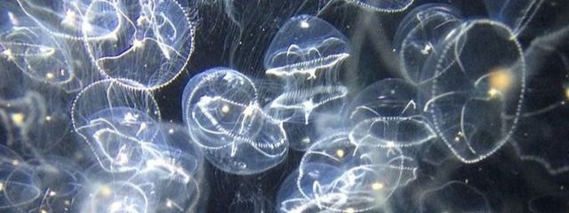 璻華さんの壁紙画像