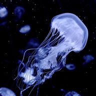 璻華さんのアイコン画像