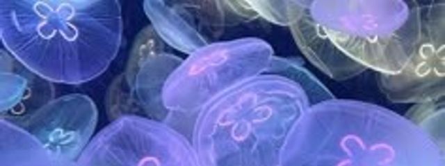 胡桃  莉桜#ﾌｫﾛﾊﾞｽﾙﾖさんの壁紙画像