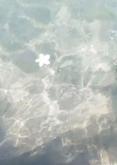 ヲレを拾ってくれ…