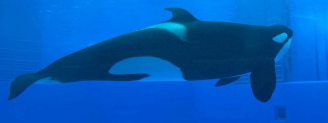 レイヤさんの壁紙画像