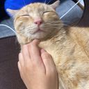 夢主だぜ☆