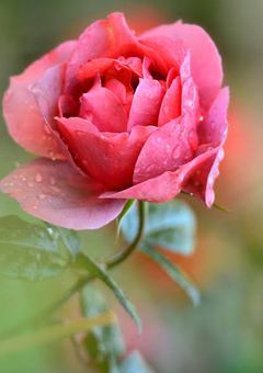 一輪の薔薇