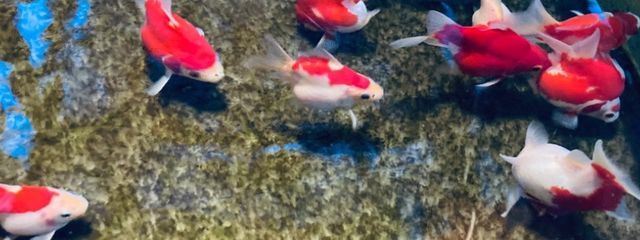 蟹美味🦀🍲さんの壁紙画像