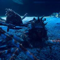 蟹美味🦀🍲さんのアイコン画像