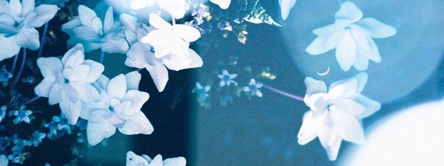 蒼さんの壁紙画像