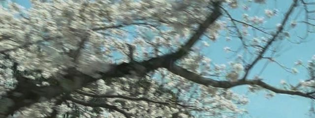 にゃいさんの壁紙画像