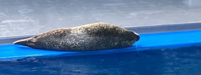 菖蒲☽︎‪︎.*·̩͙‬☪︎。:*♡·̩͙⋆さんの壁紙画像