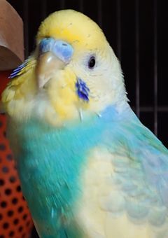 鳥好き集合🕊𓈒𓏸︎︎︎︎