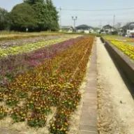 河村美穂さんのアイコン画像