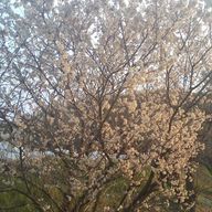 0394さんのアイコン画像